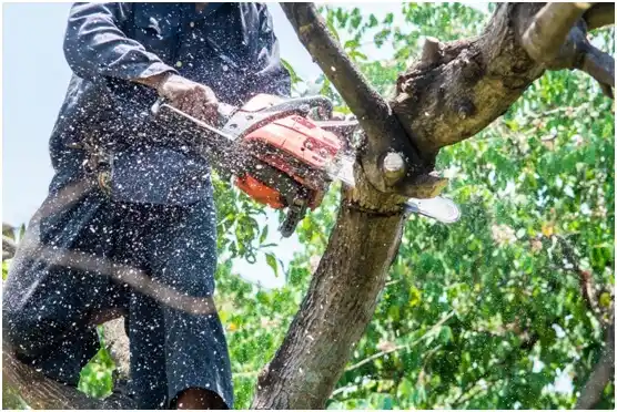 tree services Dauphin